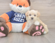 9 week old Maltipoo Puppy For Sale - Florida Fur Babies