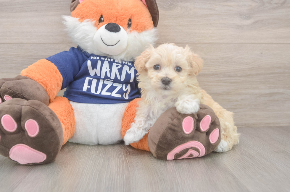 6 week old Maltipoo Puppy For Sale - Florida Fur Babies