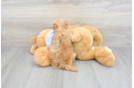 Little Maltese Poodle Poodle Mix Puppy