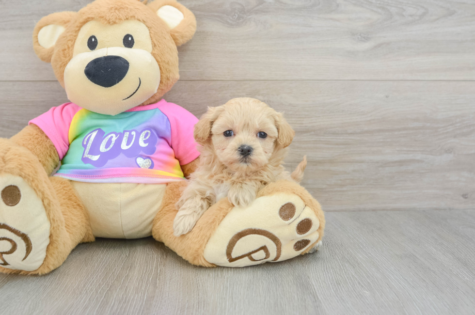 6 week old Maltipoo Puppy For Sale - Florida Fur Babies