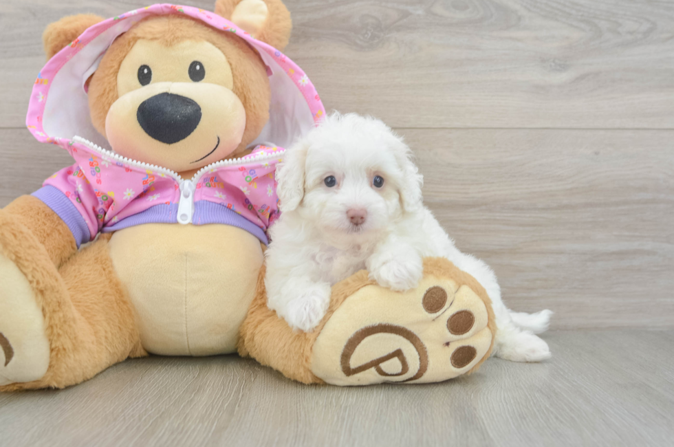 6 week old Maltipoo Puppy For Sale - Florida Fur Babies