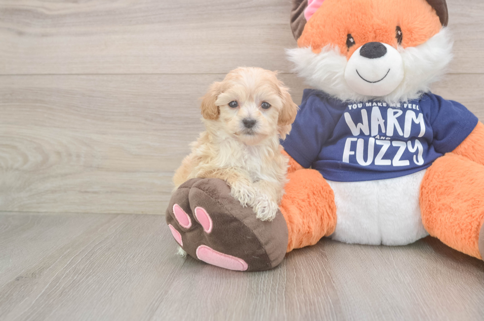 6 week old Maltipoo Puppy For Sale - Florida Fur Babies