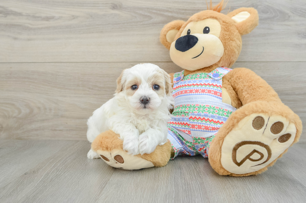 5 week old Maltipoo Puppy For Sale - Florida Fur Babies