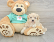 8 week old Maltipoo Puppy For Sale - Florida Fur Babies