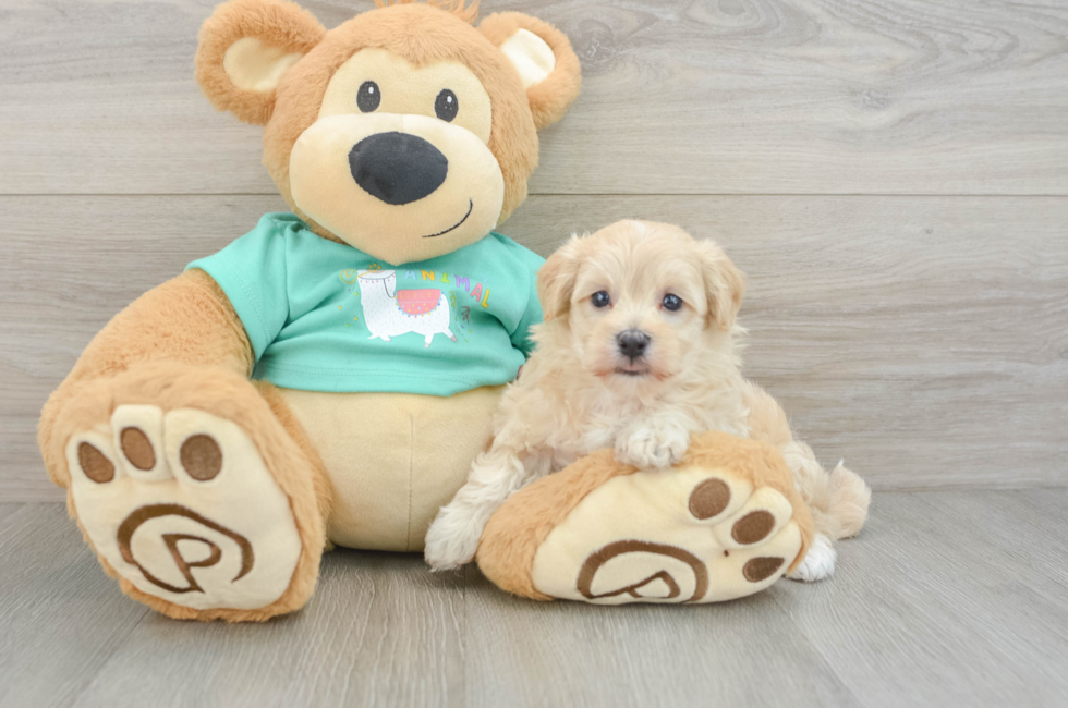 6 week old Maltipoo Puppy For Sale - Florida Fur Babies