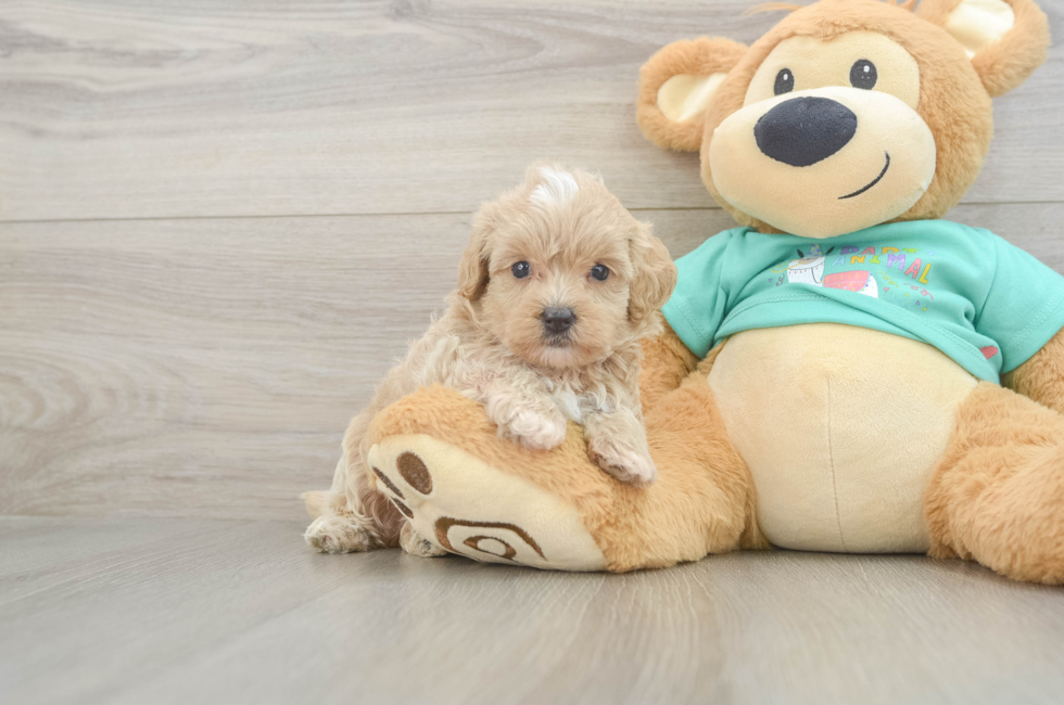 6 week old Maltipoo Puppy For Sale - Florida Fur Babies