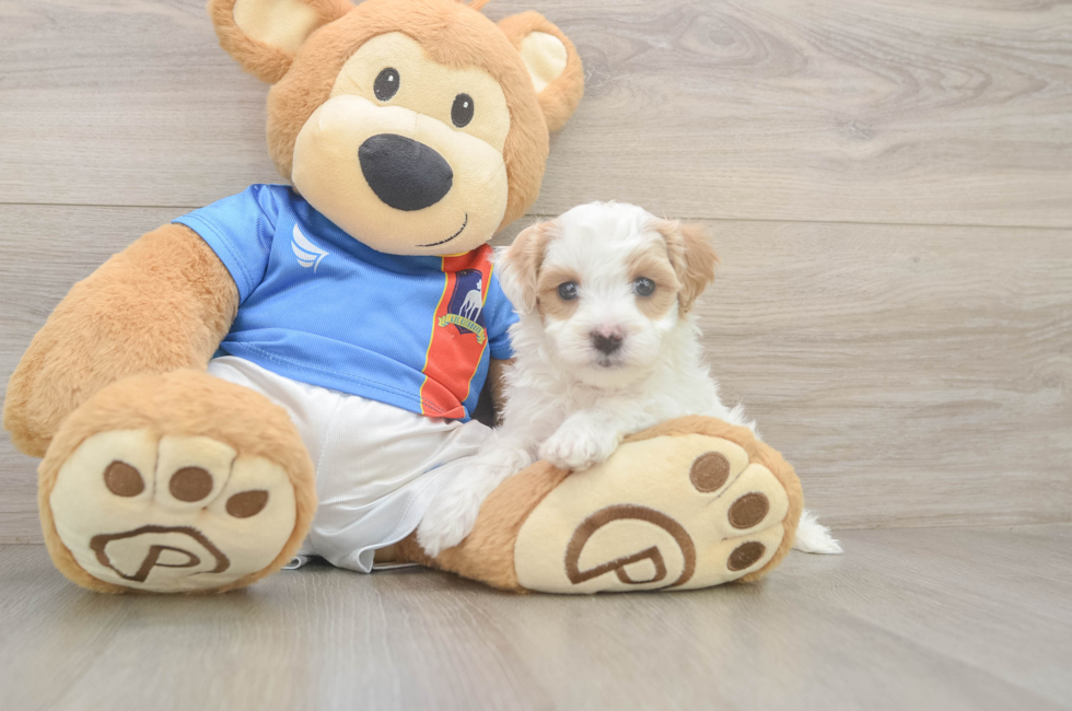 5 week old Maltipoo Puppy For Sale - Florida Fur Babies