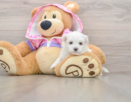 12 week old Maltipoo Puppy For Sale - Florida Fur Babies