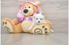 Best Maltipoo Baby