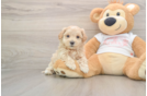 Maltipoo Puppy for Adoption