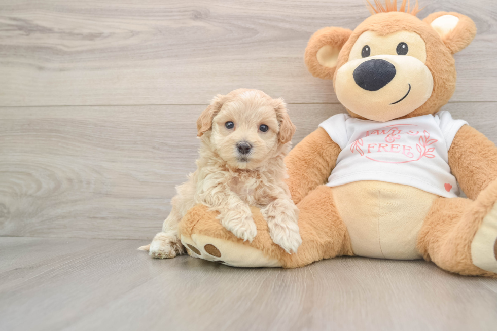 Maltipoo Puppy for Adoption