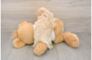 Best Maltipoo Baby