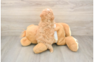 Little Maltidoodle Poodle Mix Puppy