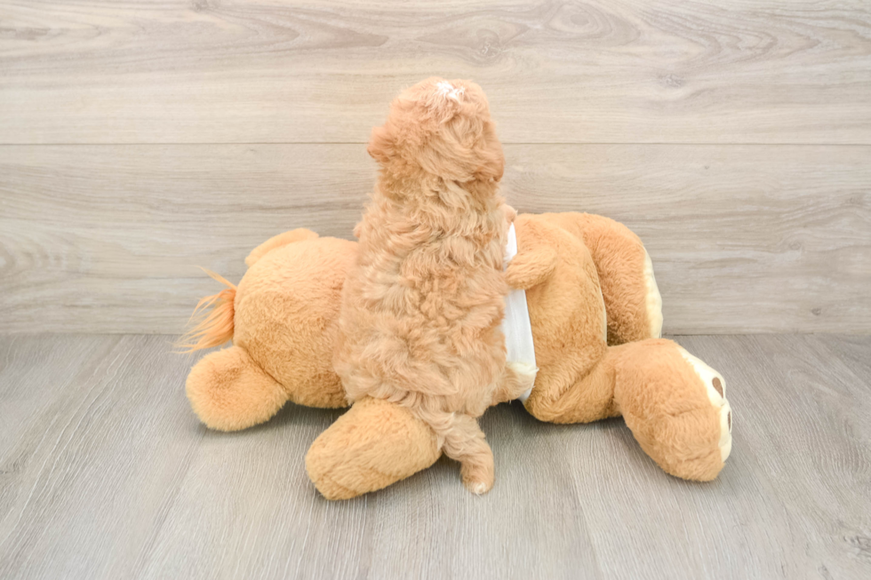 Little Maltidoodle Poodle Mix Puppy
