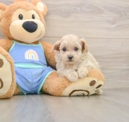 6 week old Maltipoo Puppy For Sale - Florida Fur Babies