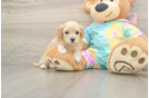 Maltipoo Puppy for Adoption