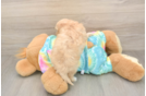 Hypoallergenic Maltidoodle Poodle Mix Puppy