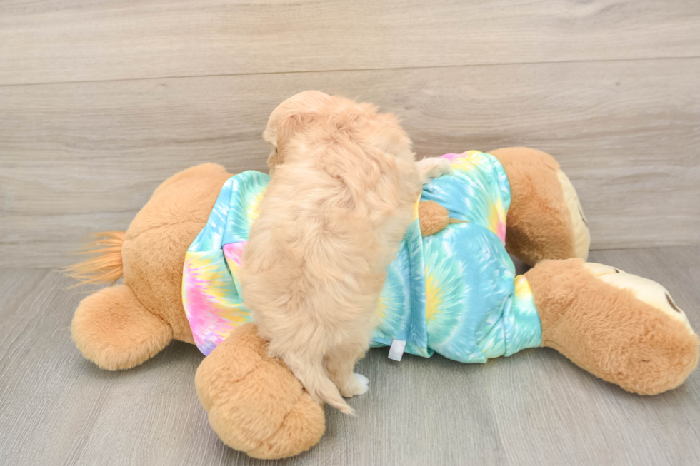 Hypoallergenic Maltidoodle Poodle Mix Puppy