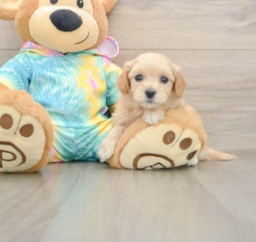 6 week old Maltipoo Puppy For Sale - Florida Fur Babies