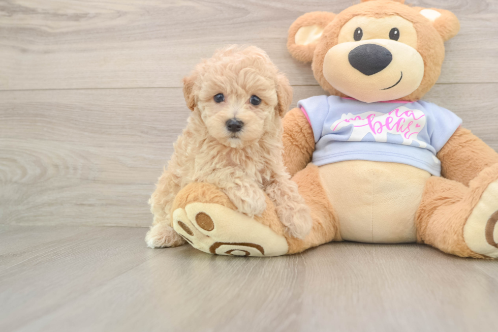 Best Maltipoo Baby