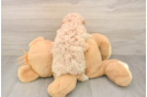 Little Multipoo Poodle Mix Puppy