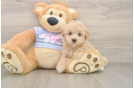 Energetic Malt Oodle Poodle Mix Puppy