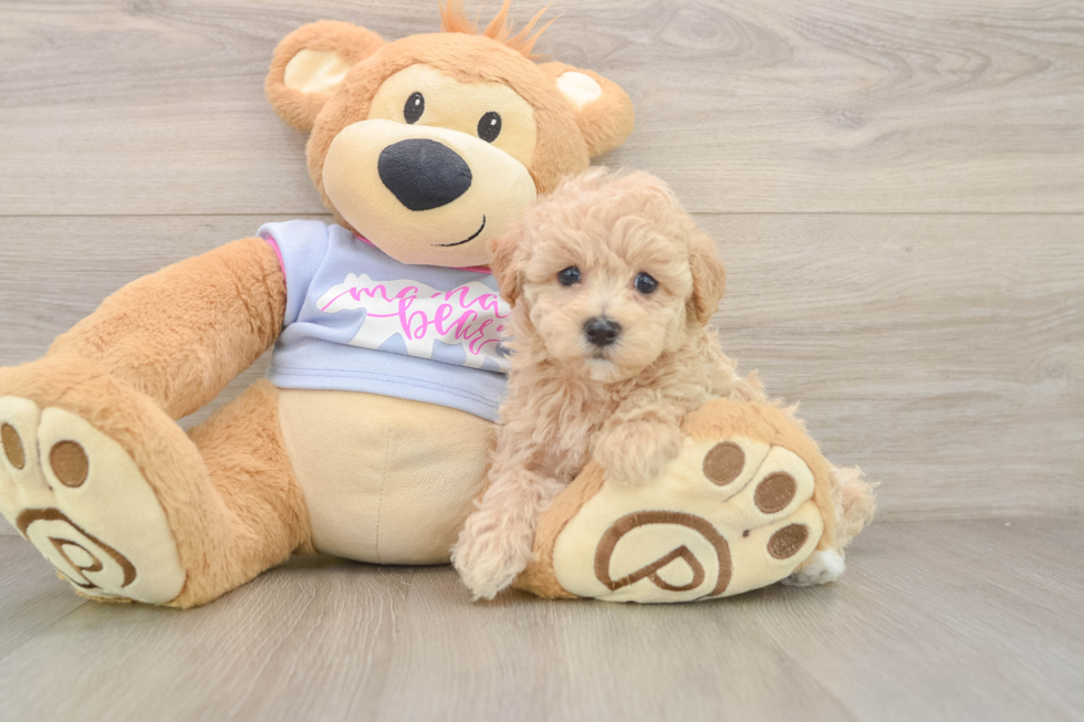 Energetic Malt Oodle Poodle Mix Puppy