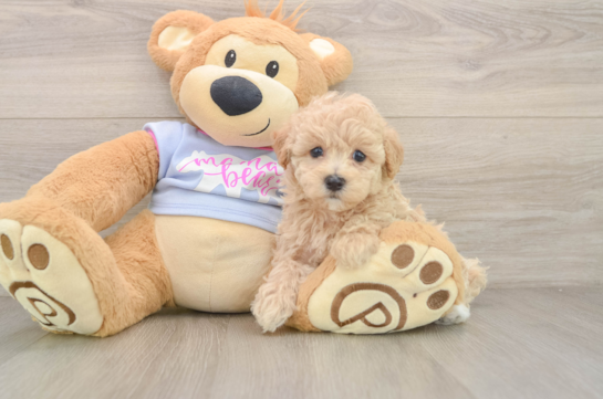 Energetic Malt Oodle Poodle Mix Puppy