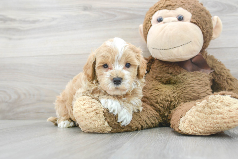 Maltipoo Puppy for Adoption