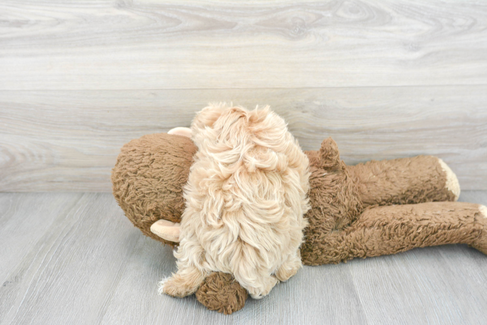 Maltipoo Puppy for Adoption
