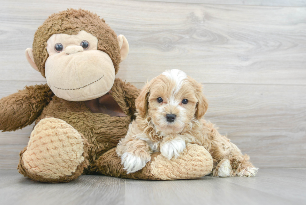 Small Maltipoo Baby