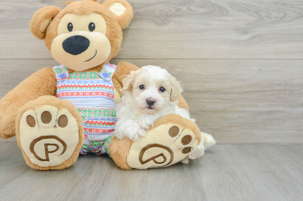 5 week old Maltipoo Puppy For Sale - Florida Fur Babies