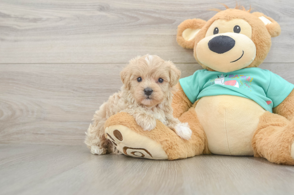 6 week old Maltipoo Puppy For Sale - Florida Fur Babies