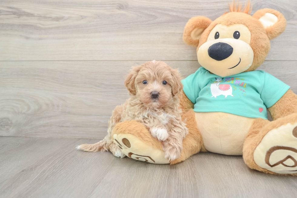 Maltipoo Pup Being Cute