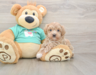 8 week old Maltipoo Puppy For Sale - Florida Fur Babies