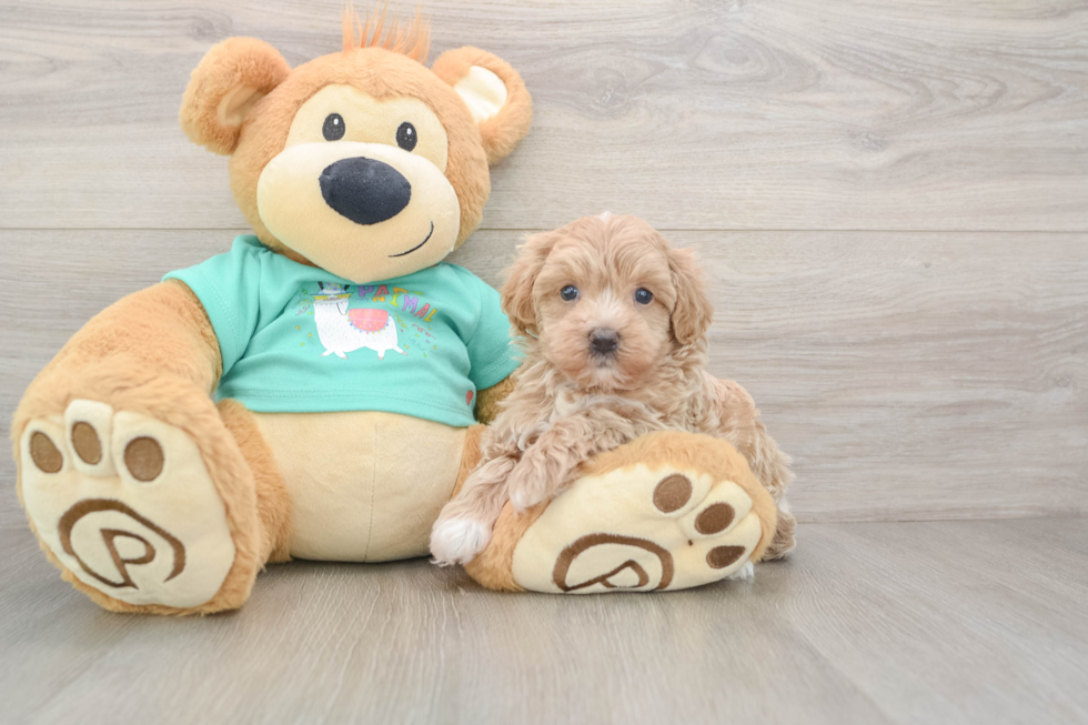 Maltipoo Puppy for Adoption