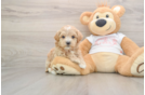 Best Maltipoo Baby