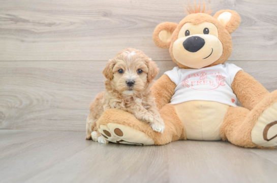 Best Maltipoo Baby