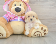 8 week old Maltipoo Puppy For Sale - Florida Fur Babies