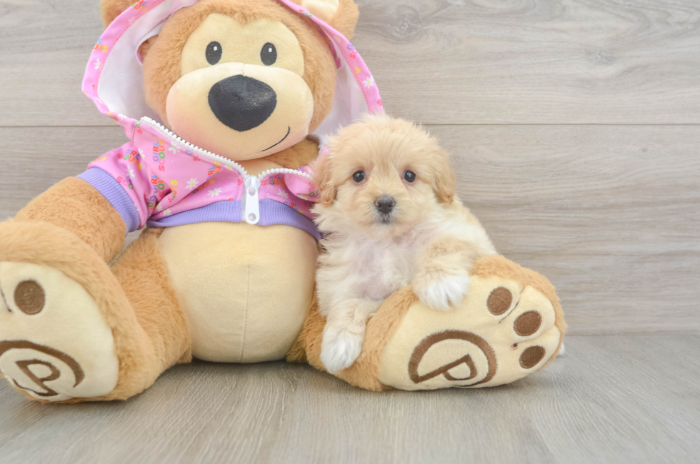 6 week old Maltipoo Puppy For Sale - Florida Fur Babies