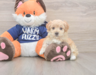 9 week old Maltipoo Puppy For Sale - Florida Fur Babies