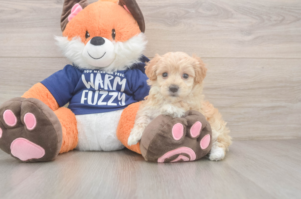 6 week old Maltipoo Puppy For Sale - Florida Fur Babies