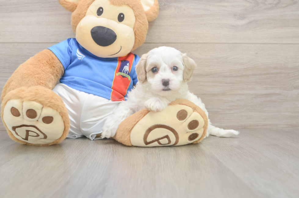 5 week old Maltipoo Puppy For Sale - Florida Fur Babies
