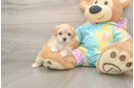 Maltipoo Puppy for Adoption