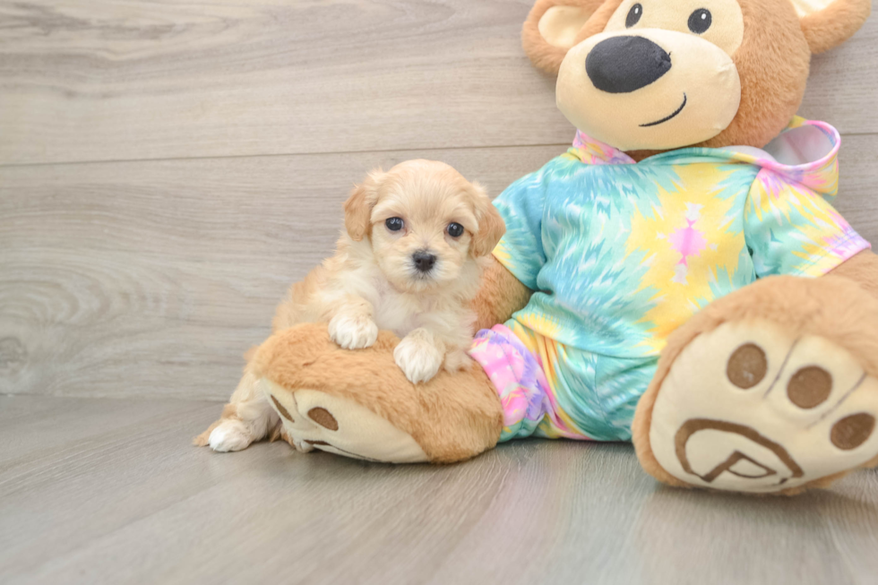 Maltipoo Puppy for Adoption