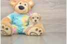 Popular Maltipoo Poodle Mix Pup