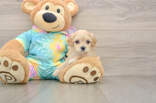 Popular Maltipoo Poodle Mix Pup