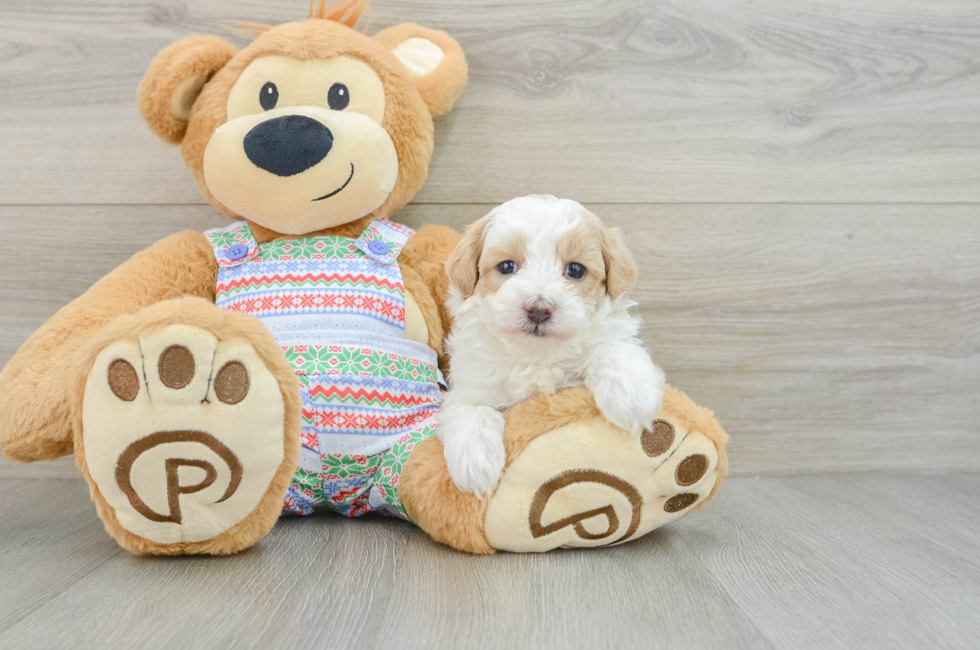 5 week old Maltipoo Puppy For Sale - Florida Fur Babies