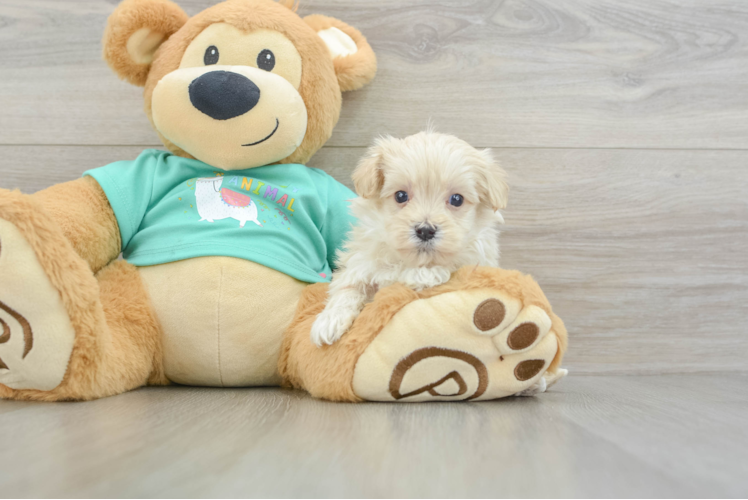 Friendly Maltipoo Baby