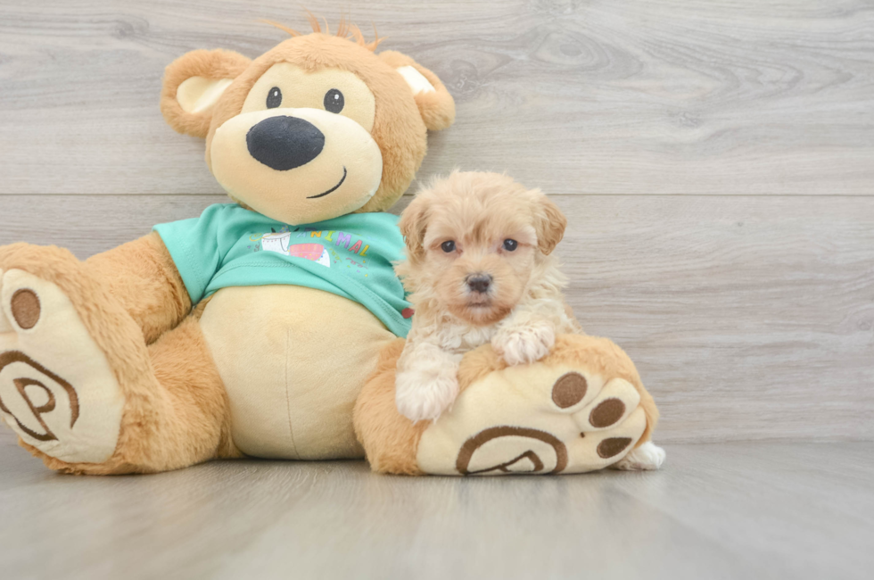 6 week old Maltipoo Puppy For Sale - Florida Fur Babies